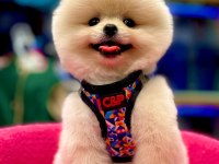 Show Kalite Pomeranian Boo Bebekler