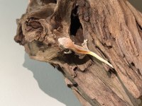 SUPER CRESTED GECKO YAVRULAR