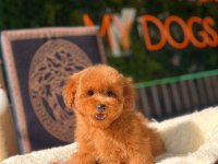 Mini Toy Poodle yavrular