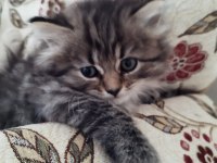 Mavi gözler british shorthair