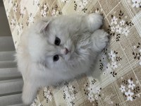 Evdeki kedimle anlaşamadıkları için acil