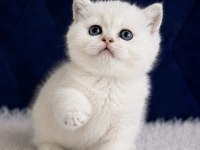 British Shorthair Silver ns12