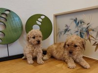 MİNİ MALTİPOO YAVRULAR