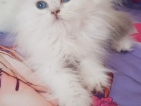 British longhair silver