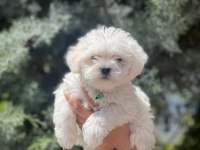 Irk garantili erkek güzeli köpeğimiz
