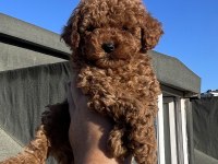 KG GARANTİLİ ORJİNAL POODLE YAVRULAR