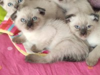 Scottish fold yavrular yuvalarını bekliyor