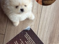 AYI SURAT GARANTİLİ SCRLİ POMERANİAN YAVRULARIM