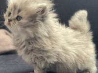 Erkek longhair yavru british
