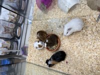 Ginepig Yavruları Citypetshop