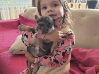 French bulldog