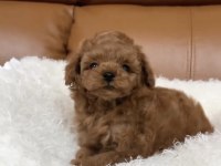 Özenle Büyütülmüş Toy Poodle Yavruları
