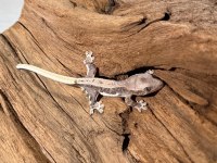Yavru Crested Geckolar