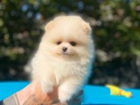 Pomeranian boo yavrular