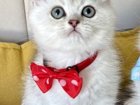 Kaliteli Silver Golden Bebek Kediler