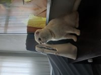 Scottish fold oğluma yuva arıyorum