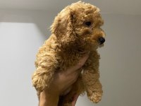 Yavru toy poodle sahiplendirme
