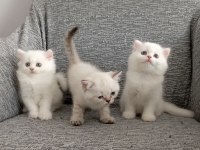 Kendi Kedimizin Yavruları Sahiplendirilecektir