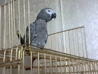 MÜKEMMEL KALİTE JAKO PAPAĞANI İÇİN İLETİŞİME GEÇİNİZ