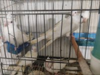 Sultan papağanı albino lutino wi-fi