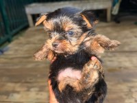 Teacup mini boy yorkshire terrierler