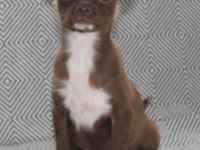 Kaliteli chihuahua