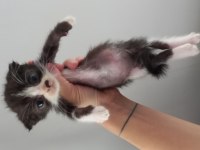 Scottish fold black smoke yavrusu 2 aylık