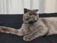Yakışıklı scottish fold kedimiz Jax