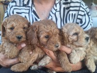 Toy Poodle Yavrular Irk Sağlık Garantili