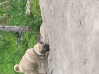 1 yaşında pug onunla ilgilenebilecek birini arıyoruz