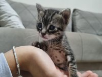 İSTANBUL PENDIK YAVRU KEDİMİZİ SAHIPLENDIRME