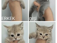 British shorthair ve scottish fold yavrular