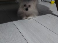 Çok sevimli 6 aylık pomeranian