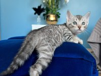 Ruhastlı Ciftlikten Orjinal Silver Bengal Yavrular