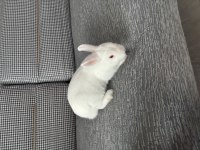 8 aylık Cüce Tavşan