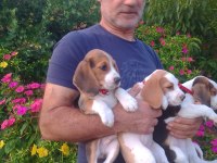 Türkiye Geneli Gönderimli Beagle Yavruları