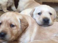 Golden Retriever bebekler