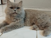 British Longhair Kedisi