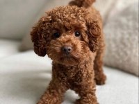 Safkan Orjinal Tüy Dökmeyen Poodle Yavrularımız