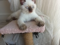 Neşeli british shorthair patiler