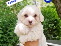 Erkek terrier