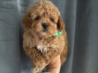 Maltipoo Yavrularımız