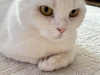 GÜZEL KEDİMİZİ SAHİPLENDİRİYORUZ