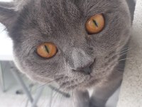 Reis ilanda british shorthair
