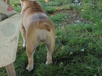 6 aylık dişi ingiliz bulldog