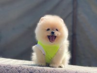 Pomeranian boo safkan ayı surat bebeklerim