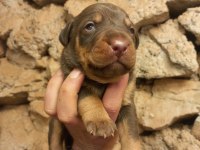 Orjinal king doberman yavrularımız