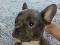 60 günlük erkek french bulldog