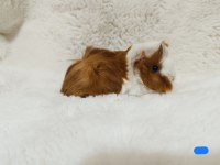 Guinea Pig Bebeklerimiz