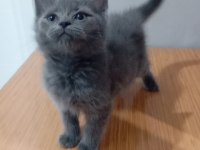 MİA 65 GÜNLÜK SAFKAN ORJİNAL KEHRİBAR GÖZ KEDİMİZ
